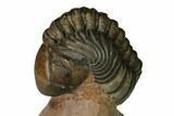 Reedops Trilobite With Nice Eyes - Lghaft , Morocco #164628-1